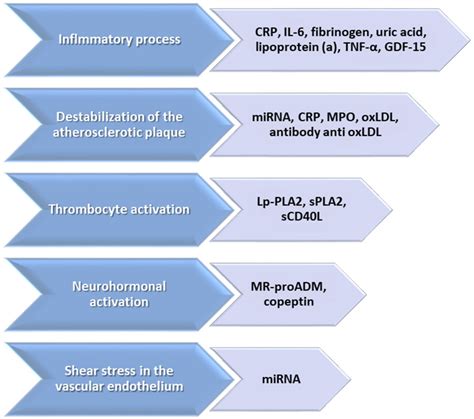 Novel Biomarkers of Atherosclerotic Vascular Disease—Latest Insights in ...