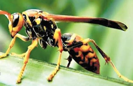 物种入侵？美国惊现“亚洲杀人蜂”，体长超5CM，毒液可致命 - 360娱乐，你开心就好