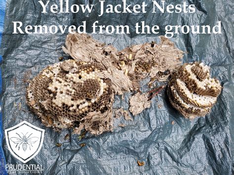 How To Find Yellow Jacket Ground Nest at Ryan Bruce blog