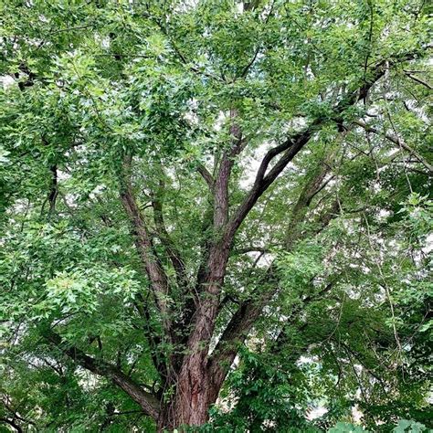 Amazon.com : CHUXAY GARDEN 20 Seeds Acer Saccharinum,Silver Maple,Water ...