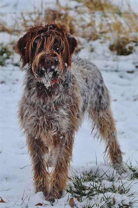 Idaho Outback Wirehaired Pointing Griffon Puppies!: 2018