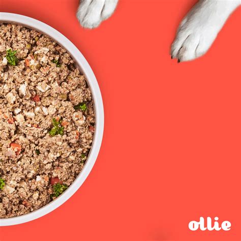 Do Foxes Eat Snakes? The Best Answer – animalfoodplanet