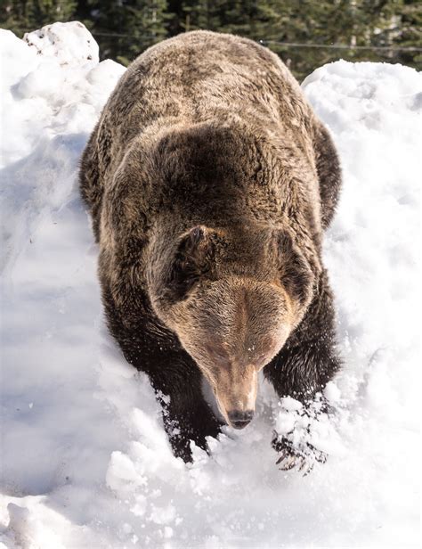 16 cute photos of Grouse Mountain's grizzly bears awakening from ...