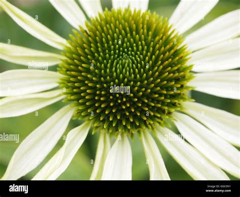 Flowers and colours Stock Photo - Alamy
