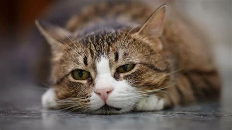 Things you do unintentionally that annoy your cat