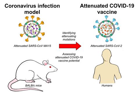 The Reassessed Potential of SARS-CoV-2 Attenuation for COVID-19 Vaccine ...