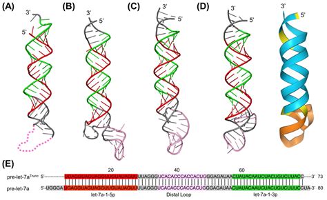Comparison of Three Computational Tools for the Prediction of RNA ...