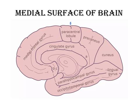 Anatomy of brain sulcus and gyrus - Dr.Sajith MD RD | PPTX