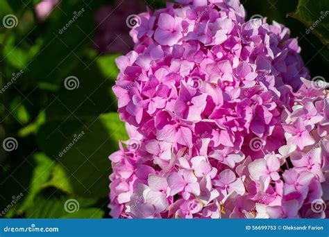 Bush blooming pink flowers stock image. Image of mophead - 56699753