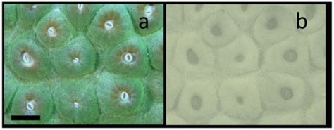 Using Scuba for In Situ Determination of Chlorophyll Distributions in ...