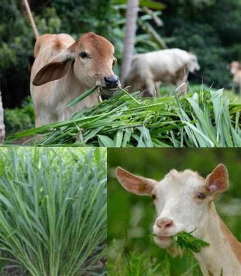 Malai Makhan Grass Seeds Hybrid Variety Used for Green Feed Crop, Pack ...