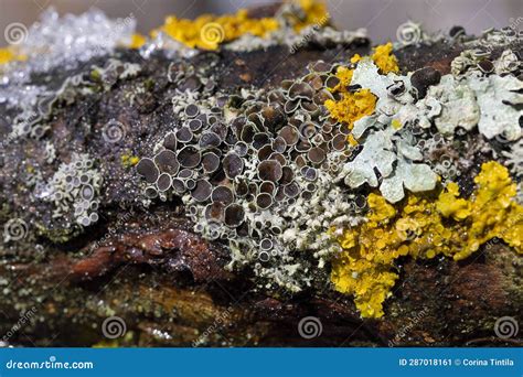 Physcia Aipolia, Commonly Known As Hoary Rosette Lichen, is a Species of Fungal Lichen in the ...