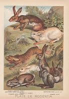 Image result for Spring Rabbit Art Prints
