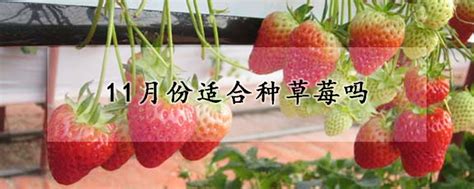 种一次草莓可以收几年 - 如意谷