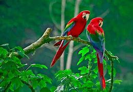 Image result for Free Desktop Wallpaper Love Birds