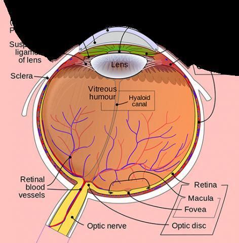 define cornea,retina - Brainly.in