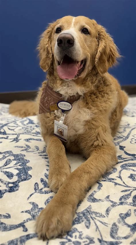 Haywood Regional Medical Center welcomes new therapy dog, Huck, to ...