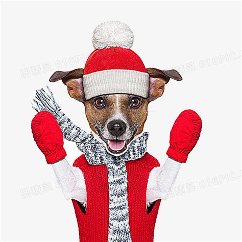 圣诞节，狗狗们亲手做礼物送主人，实在太可爱了【小短腿Duby】_哔哩哔哩 (゜-゜)つロ 干杯~-bilibili