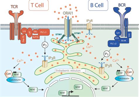 Image result for PI3K PIP PIP2 PIP3