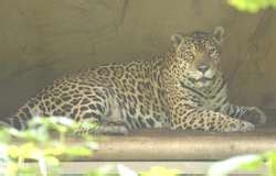 ZooLex Exhibit - Jaguar Exhibit