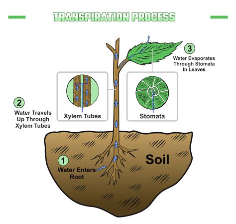 How Does Humidity Affect Plant Growth? We Researched It