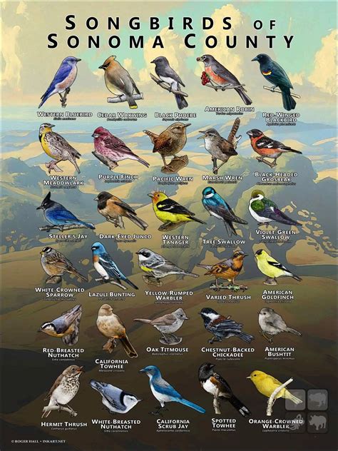 Songbirds of Sonoma County Poster Print in 2024 | Animals name in ...