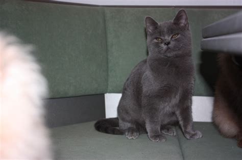 Baby BKH Highlander Schmusebären Langhaar cinnamon Träger in Essen NRW ...