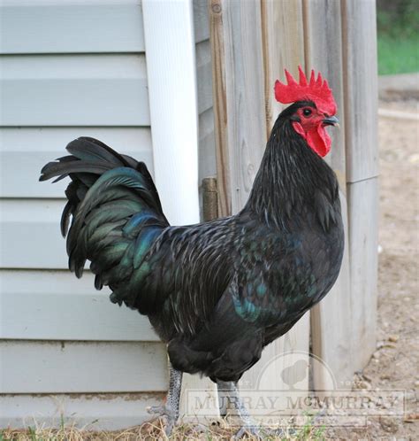 Murray McMurray Hatchery - Black Australorp
