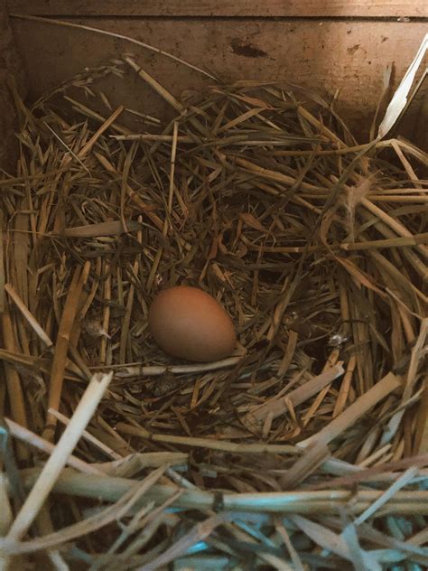 Do I Need a Cockerel for Chickens to Lay Eggs?