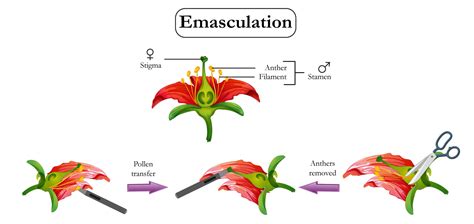 Hybridization Biology