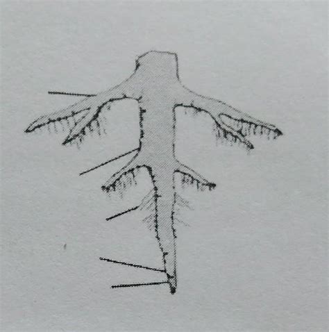 Write the proper name at the proper place (Secondary root, Primary root ...