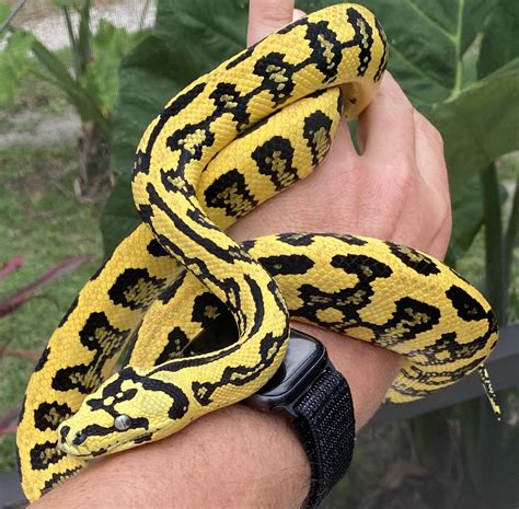 Jungle Jag Python 的图像结果