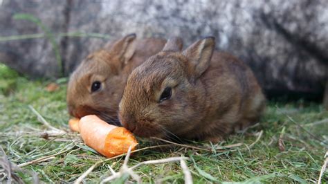 Are rabbits herbivores or omnivores? A guide to your bunny's diet ...