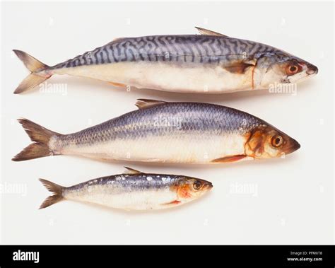What Is Herring Vs Mackerel at Mary Bevis blog