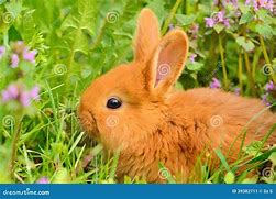 Image result for Bunny in Spring