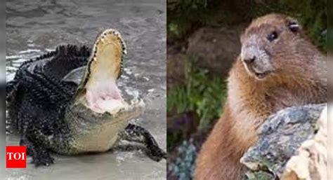 10 animals that are only found in the USA | - Times of India