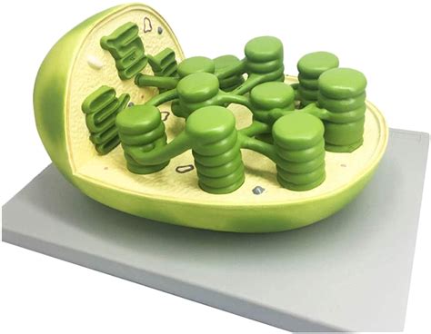Chloroplast Model