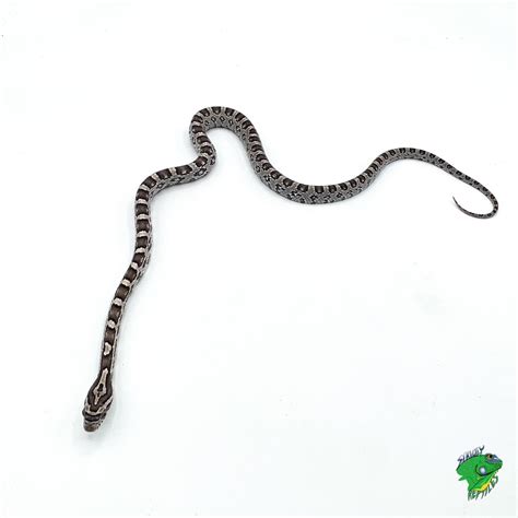 Anerythristic Florida Corn Snake - small - Strictly Reptiles