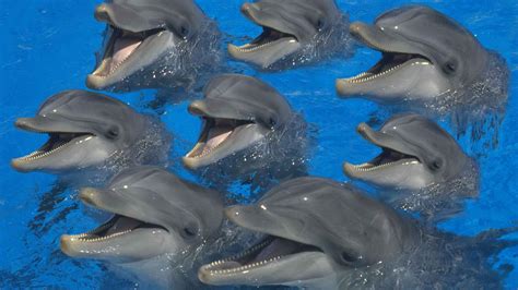 What Is The A Group Of Dolphins Called at Aaron Battye blog