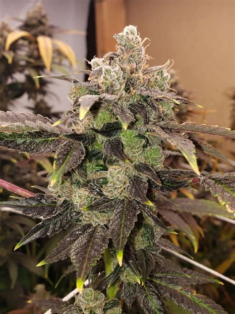 Sour Diesel IBL 10 Regular Seeds | Buy at DC Seed Exchange