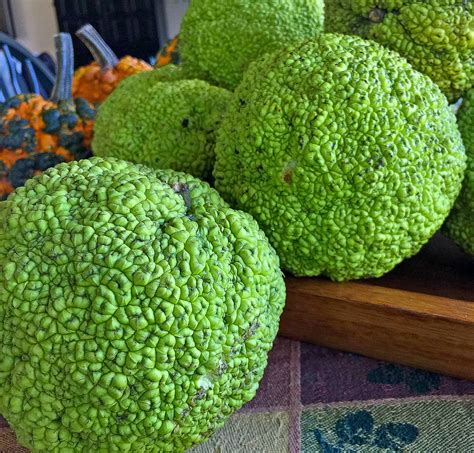 What are hedge apples? | Yard and Garden