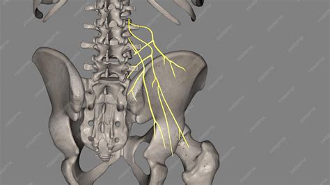 Premium Photo | The superior cluneal nerves are pure sensory nerves ...