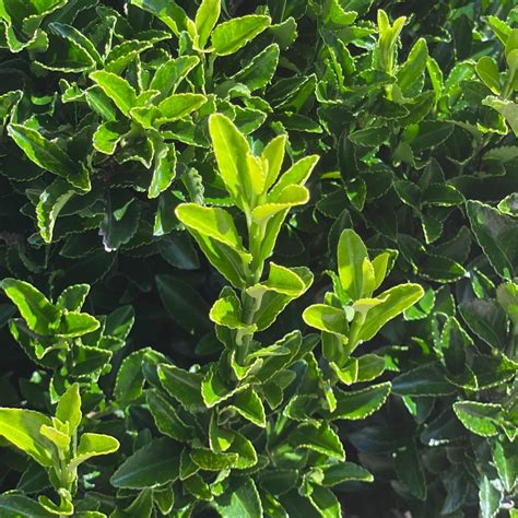 Euonymus - Green Spire - 3 gallon