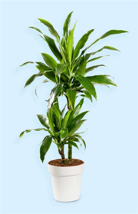 Janet Craig Houseplant 6" Pot Dracaena JC Compacta – The Bio Dude