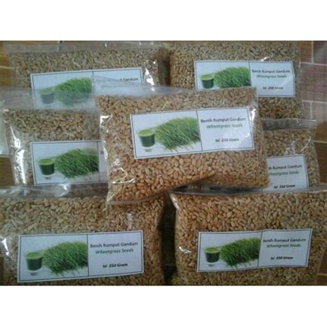 Jual Biji Benih Rumput Gandum / Wheatgrass / Wheat Grass isi 250 Gram ...