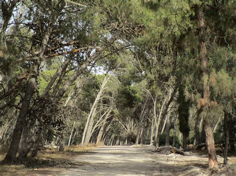 FORET DE BOUSKOURA - All You Need to Know BEFORE You Go 2026 (with ...