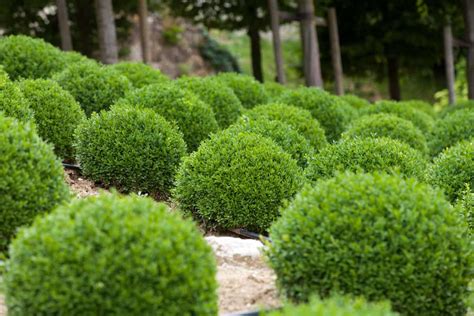 Japanese Holly Vs Boxwood: Growth Rates & Differences - Which To Choose ...