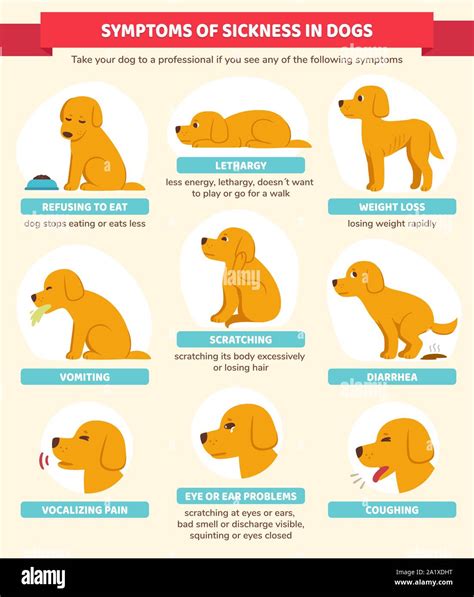 Dogs Vs. Disease: The Common Signs Your Pup Might Be Sick