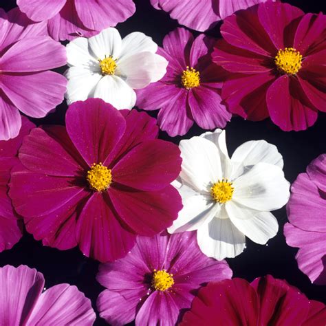 Deer Resistant Annuals: 14 Beautiful Blooms Deer Won't Touch - Easy To ...