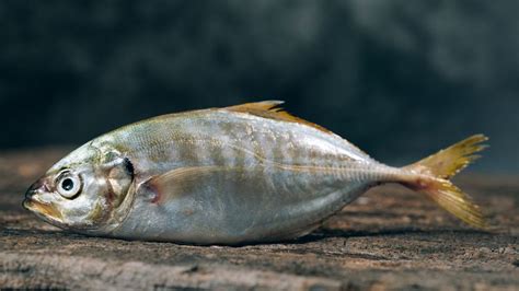 Image result for Extinct Fish